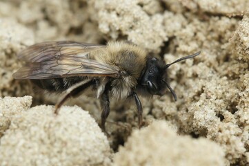 Sticker - Closeup of the female of the endangered dawn mining bee , Andrena nycthemera on the ground