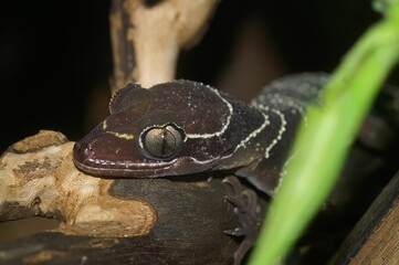 Poster - Closeup on a  Malayan forest or banded bent-toed gecko Cyrtodactylus pulchellus