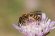Closeup of Halictus scabiosae, the great banded furrow-bee on a flower.