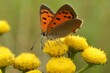 Closeup shot of a Lycaena phlaeas common copper butterfly on a yellow flower