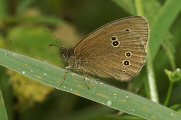 Poster - Closeup of ringlet, Aphantopus hyperantus on the leaf.