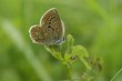 Low angle macro of a European icarus blue butterfly, Polyommatus icarus, sitting with open wings i