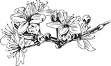 Fototapeta Konie - Hand sketch of blossoming cherry tree branch. Vector illustration.