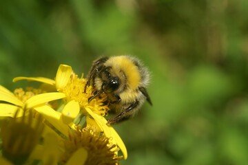 Canvas Print - Closeup on a queen of the small garden bumblebee , Bombus hortorum on a yellow flower