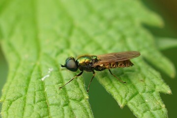 Sticker - Closeup shot of a green soldier fly on a green leaf