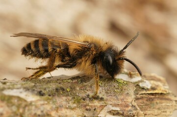 Wall Mural - Adorable Andrena standing on the rock in closeup