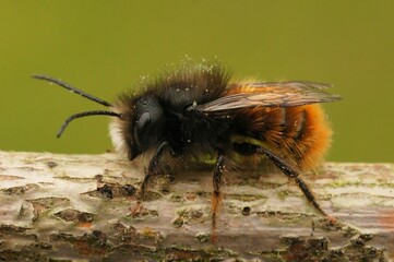 Sticker - Macro shot of a male horned mason bee,covered by pollen, on a wooden branch with a yellow background