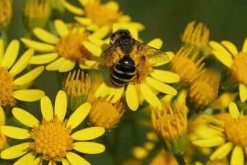 Canvas Print - Closeup of a female yellow-legged mining bee, Andrena flavipes, perched on a yellow Senecio jacobaea