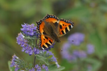 Wall Mural - Closeup on the colorful small tortoiseshell butterfly, Aglais urticae, sitting on Carpocoris shrub