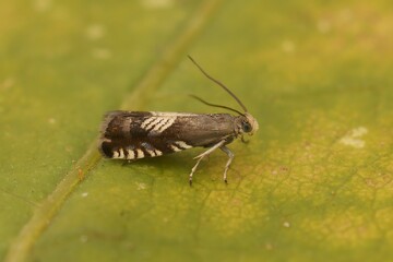 Poster - Closeup on the small micro clover seed moth, Grapholita compositella sitting on a green leaf