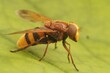 Closeup on a large hornet mimic hoverfly Volucella zonaria, sitting on a green leaf in the garden
