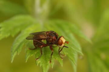 Poster - Closeup on a brown thick Furruginous Bee-grabber Fly, Sicus ferrugineus, sitting on a green leaf