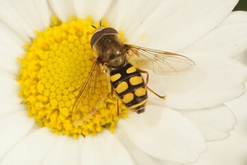 Poster - Closeup of a Migrant hoverfly, Eupeodes corollae, on a hite pretty daisy flower in the garden