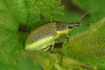 Poster - Closeup on a green-colored weevil,  Chlorophanus viridis, hiding in the vegetation