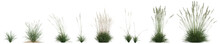3d Illustration Of Set Koeleria Macrantha Grass Isolated On Transparent Background