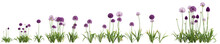 3d Illustration Of Set Allium Hollandicum Grass Isolated On Transparent Background