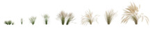 3d Illustration Of Set Nassella Tenuissima Grass Isolated On Transparent Background, Human Eye Angle