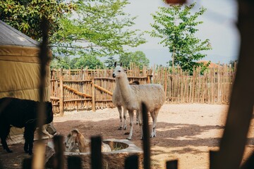 Poster - Small group of llamas in the zoo.