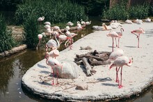Group Of Pink Flamingos On A Sandy Lake Shore
