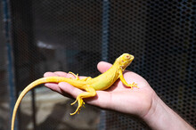 Yellow Iguana Is Sitting On The Hand.