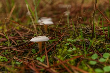 Canvas Print - close-up of mushroom ,Clitocybe fragrans, on a green mossy ground