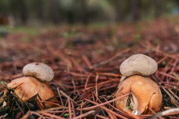 Sticker - star mushroom ,Geastrum triplex, in a pine forest