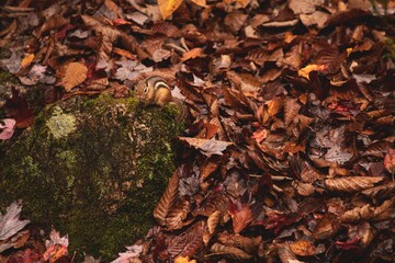 Sticker - Chipmunk on a mossy rock in the autumn forest with weathered leaves on the ground