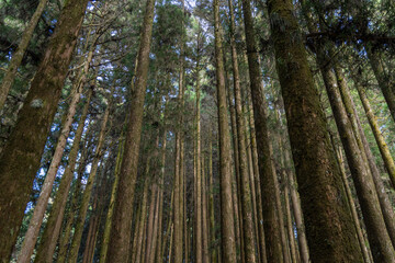 Wall Mural - green forest at alishan national forest recreation area