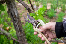 The Gardener Is Holding An Iron Pruning Shear To Trim The Branches Of A Tree. Sanitary Pruning Of Trees And Shrubs In The Garden