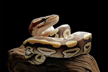 Wall Mural - close up of a ball python, python regius