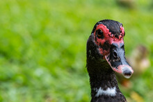 Duck Head Detail In Lawn