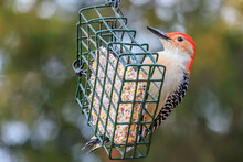 Male Red-bellied Woodpecker (Melanerpes Carolinus) At A Feeder