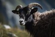 a Valais alpine sheep in a portrait. Generative AI