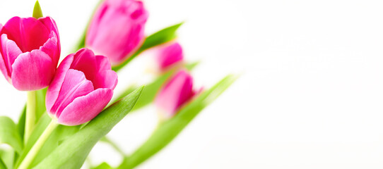 Wall Mural - Bright pink tulips flowers isolated on white background with copy space Spring flowers 