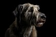 Irish wolfhound in studio photo against black background. superior photograph. Generative AI