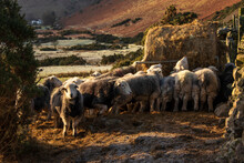 Beautiful Image Of Sheep Feeding In Early Morning Winter Sunrise Golden Hour Light In Lake District In English Countryside