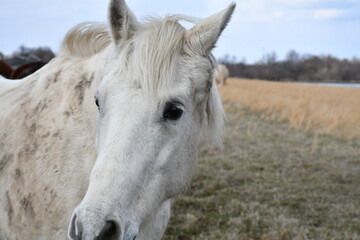 Poster - White Horse