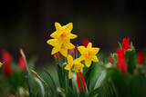 Fototapeta  - wiosenne narcyzy  na tle tulipanów