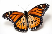 Monarch Butterfly Isolated On A White Background Generative AI