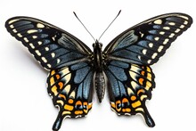 Black Swallowtail Butterfly Isolated On A White Background Generative AI