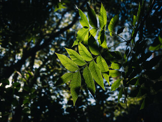 Wall Mural - green leaves on the tree