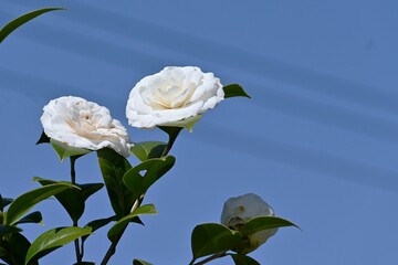 Canvas Print - White camellia japonica flowers. Theaceae evergreen shrub. Flowering season is from February to April.