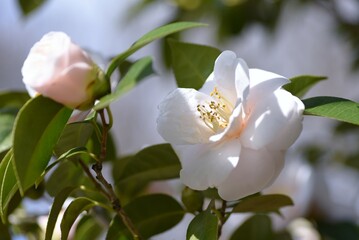 Wall Mural - White camellia japonica flowers. Theaceae evergreen shrub. Flowering season is from February to April.