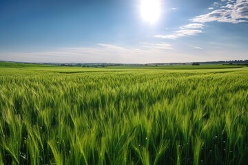 A farm field with fresh green wheat sprouts, a sunny spring landscape, and a blue sky in the distance. Generative AI