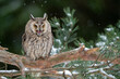 Shouting long-eared owl sitting on a tree branch. Winter forest with coniferous trees and noctural bird. Asio Otus.