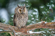 Owl sitting on a branch of a coniferous tree. Long-eared owl in their natural habitat. Winter photo with european wildlife forest and snow. Asio Otus