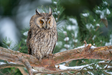 Wall Mural - Owl sitting on a branch of a coniferous tree. Long-eared owl in their natural habitat. Winter photo with european wildlife forest and snow. Asio Otus