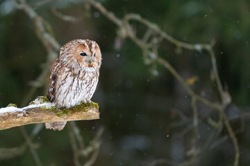 Wall Mural - Tawny owl sitting in the forest on a tree branch. Snow in the forest. Winter nature with noctural animal.