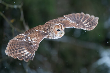 Wall Mural - Tawny owl with widely spread wings flying in the forest. Wild nature animal. Owl flying in the air with dark blurred nature in background. European winter season.