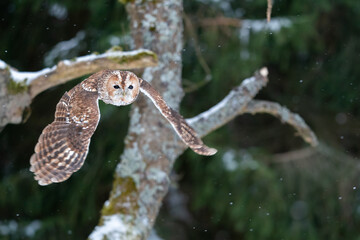 Wall Mural - Flying tawny owl with forest in background. Cold winter season with wild nature owl photo. Strix aluco.